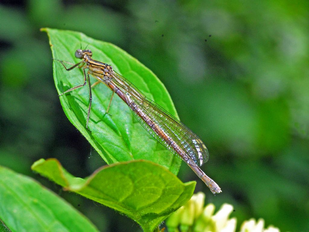 Platycnemis pennipes, femmina